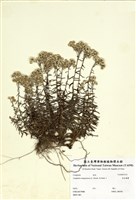 藏品(抱莖籟蕭)的圖片